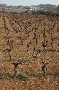 Hameau de Foussargues vu au delà de la vigne : hiver 2005