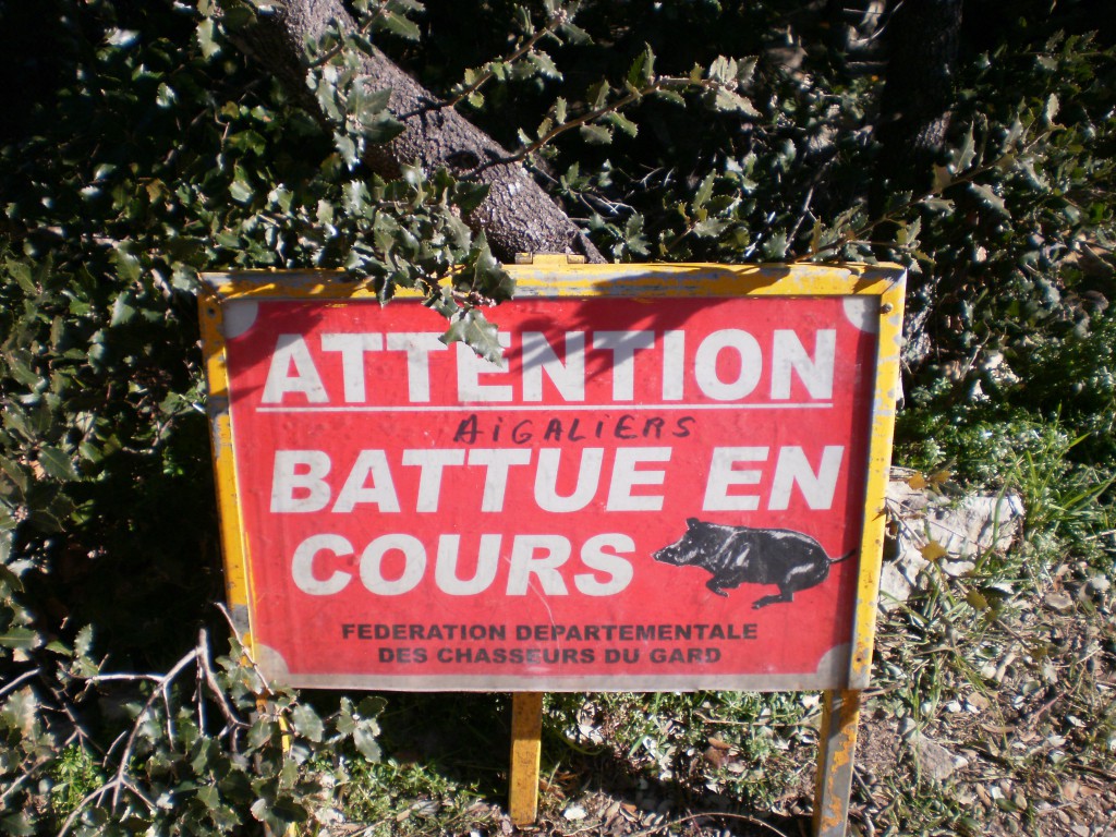 Battue aux sangliers