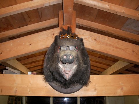 Tête de sanglier aux lunettes et couronne